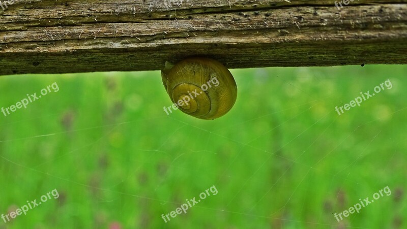 Snail Snail Shell Csigabiga Fauna Slide