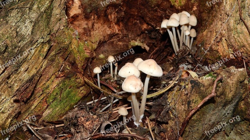 White Small Mushrooms Mushrooms On Pařeze Small Mushrooms Sponges Trs Hub