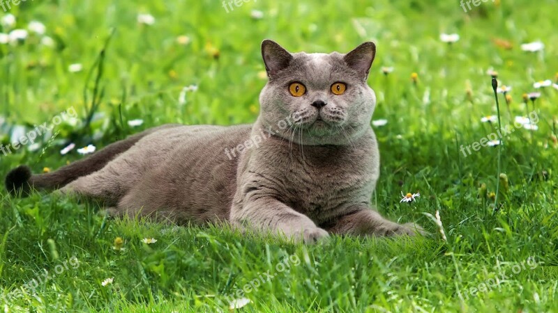 British Blue Shorthair Cat Briton Cat Home