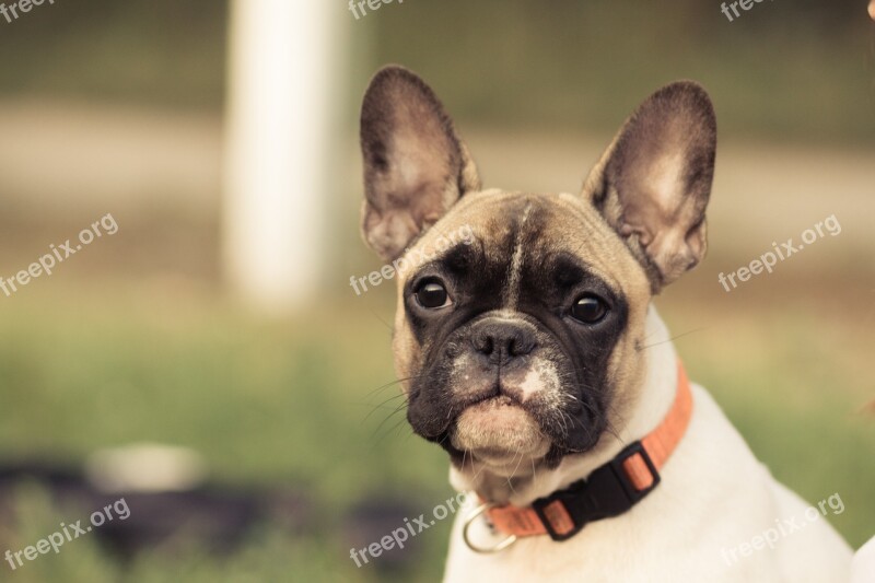 French Bulldog Dog Eyes Animal Collar