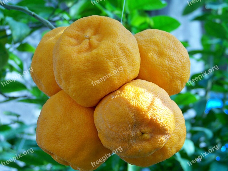 Oranges Fruit Southern Fruits Tropical Fruit Orange