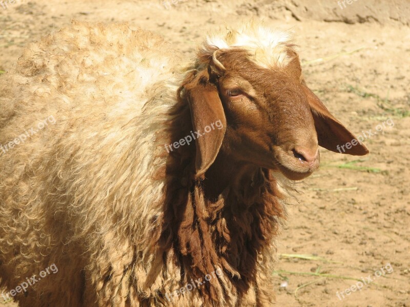 Awassi Sheep Sanliurfa Individual Free Photos