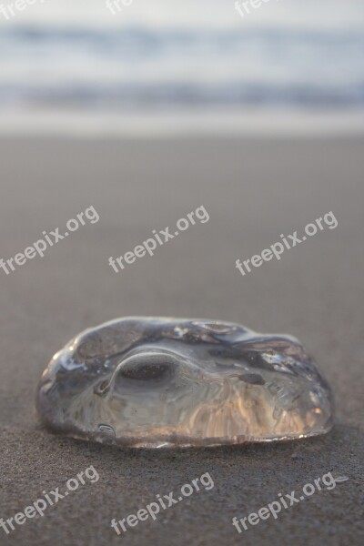 Beach Jellyfish Lima Free Photos