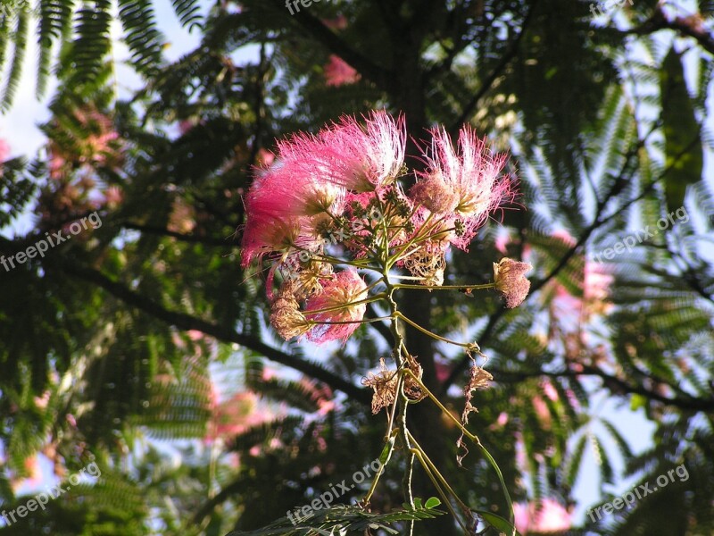 Albizia Close Up Pink Flowers Free Photos