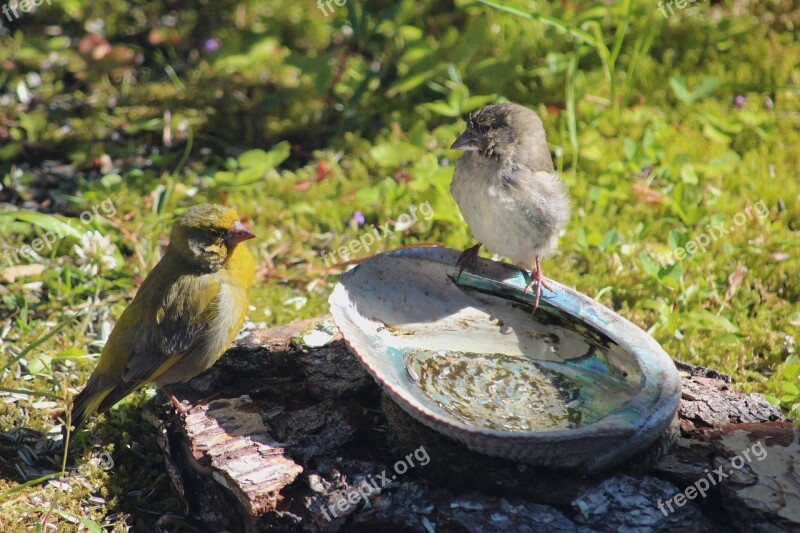 Green Finches Bird World Sweden Free Photos