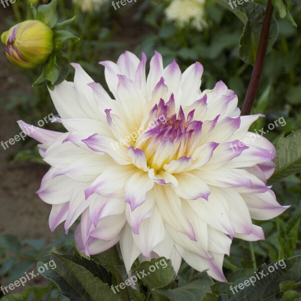 Dahlia Flower Botanical Garden Summer Flowers Beautiful