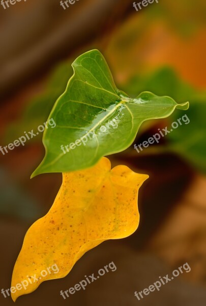 Background Yellow Leaves Green Leaf Free Photos