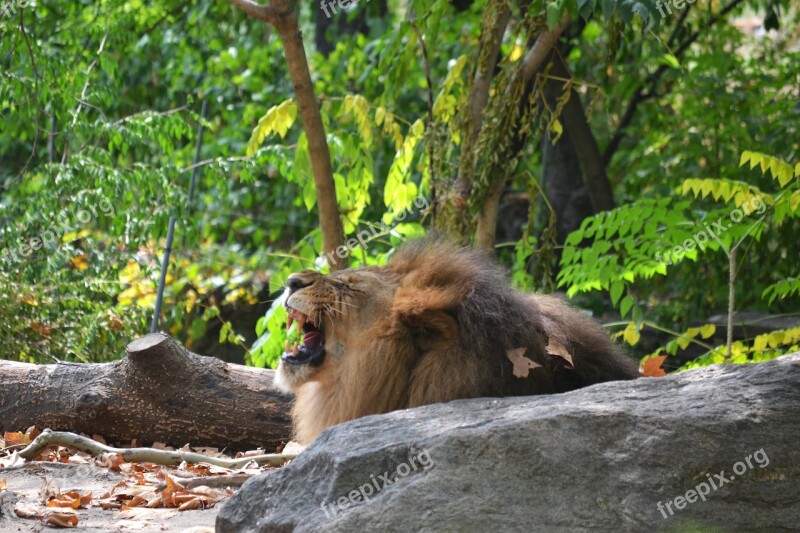 Lion Bronx Zoo Animal King Wildlife