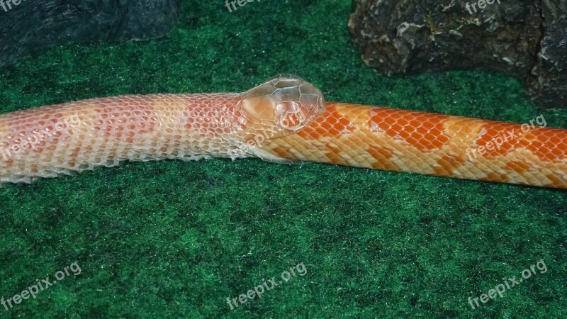 Snake Serpent Snake Shedding Skin Reptile Free Photos