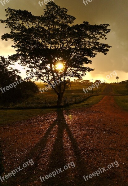 Tree Sunset Shadow Drizzle Gravel