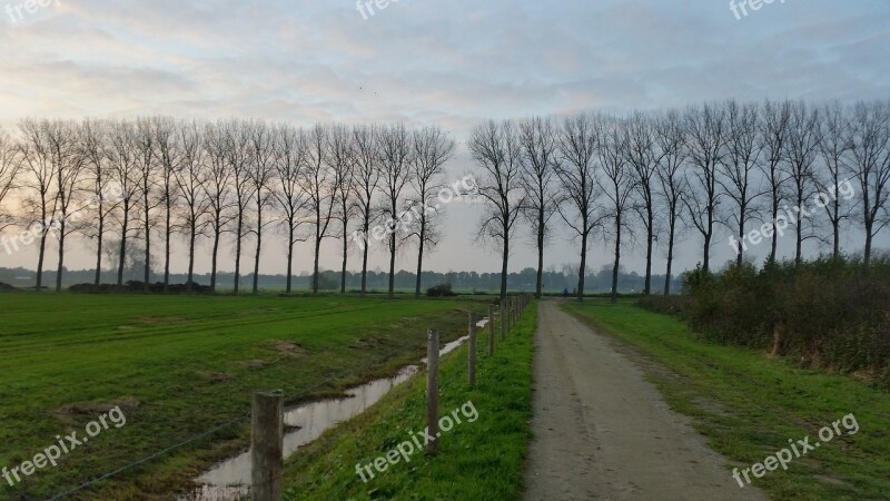 Row Of Trees Road Nature Free Photos