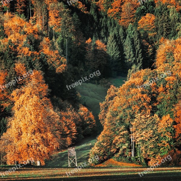 Autumn Autumn Colours Trees Forest Golden Autumn