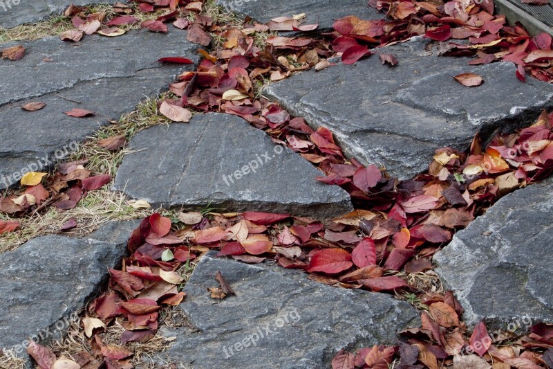 Maple Leaf Autumn Leaves Autumn Leaf The Leaves