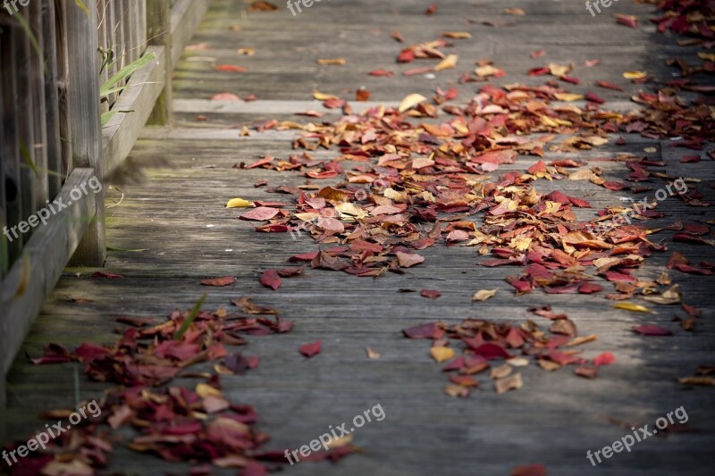 Maple Leaf Autumn Leaves Autumn Leaf The Leaves