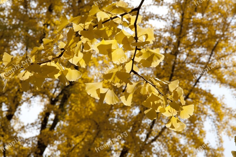 Ginkgo Ginkgo Leaf Yellow Autumn Leaf