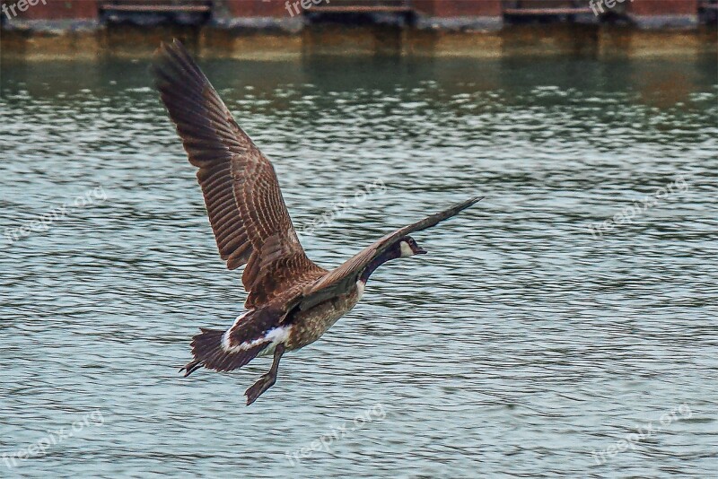 Goose Canada Goose Aquatic Animals Wild Goose Free Photos