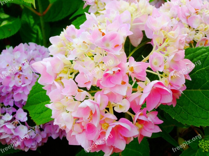 Hydrangeas Flowers Free Photos