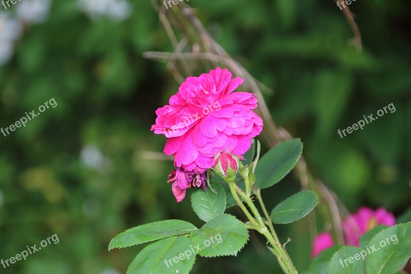 Pink Rosary Green Nature Petal