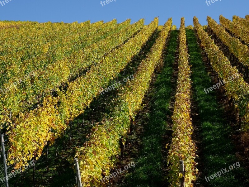 Vineyard Vines Winegrowing Vine Nature