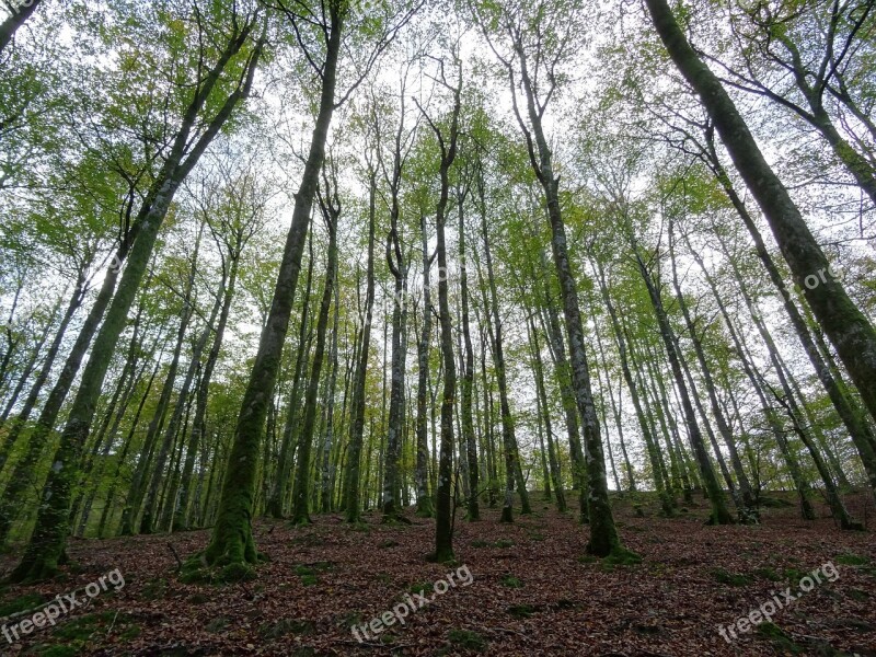 Forest Nature Trees Mount Tree