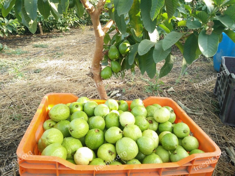 Guava Fruits Guava Picking Guava Farming Guava Storage