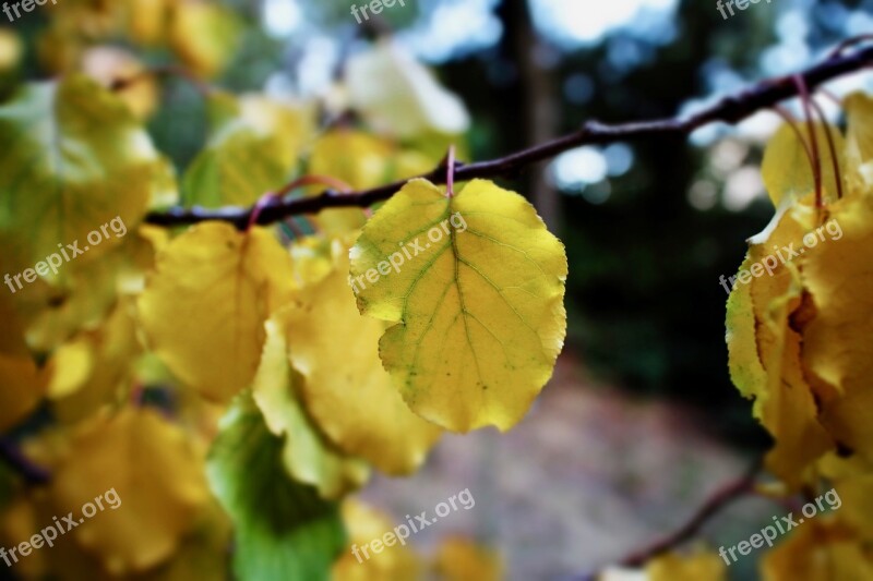 Leaves Yellow Leaves Autumn Winter Forest