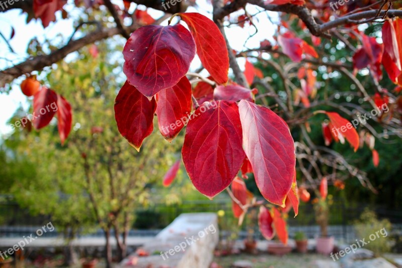 Leaves Plant Persimmon Autumn Winter Nature