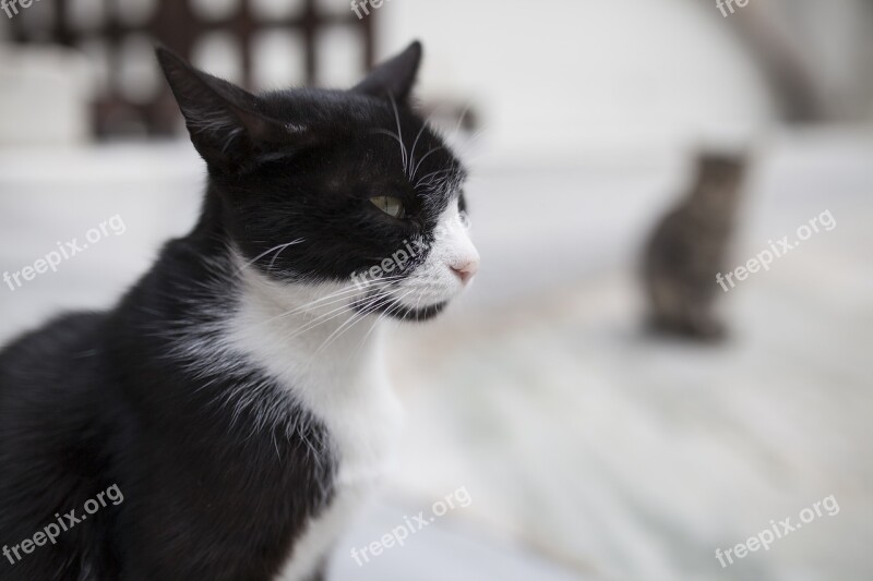 Cat Black And White Cute Fur Leather Feather