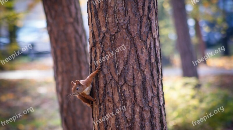 The Squirrel Tree Park Ruda Nature