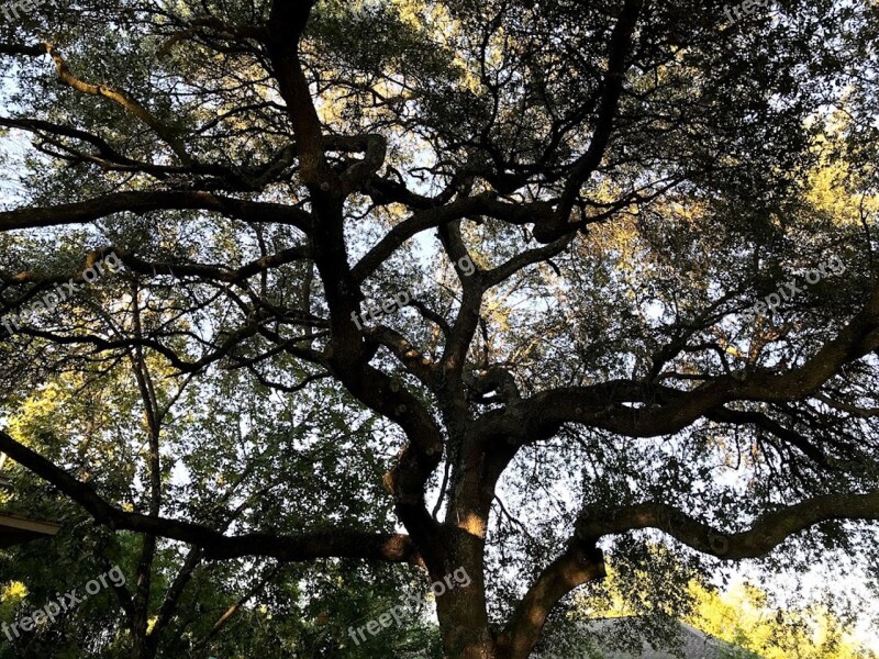 Tree Branches Leaves Nature Green