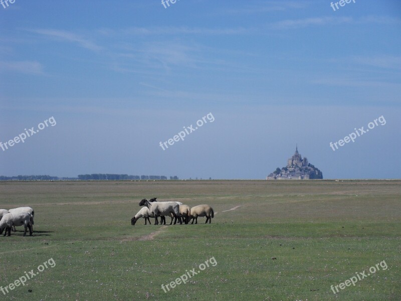 St Michael's Mount Mont-saint-michel Sheep Field With Sheep Grazing Sheep