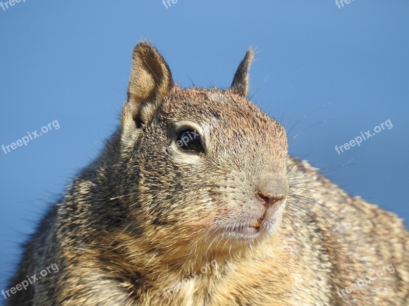 The Land List Squirrel Business Animal Wildlife