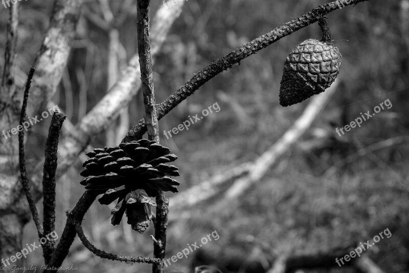 Seed Pine Branches Nature Black White