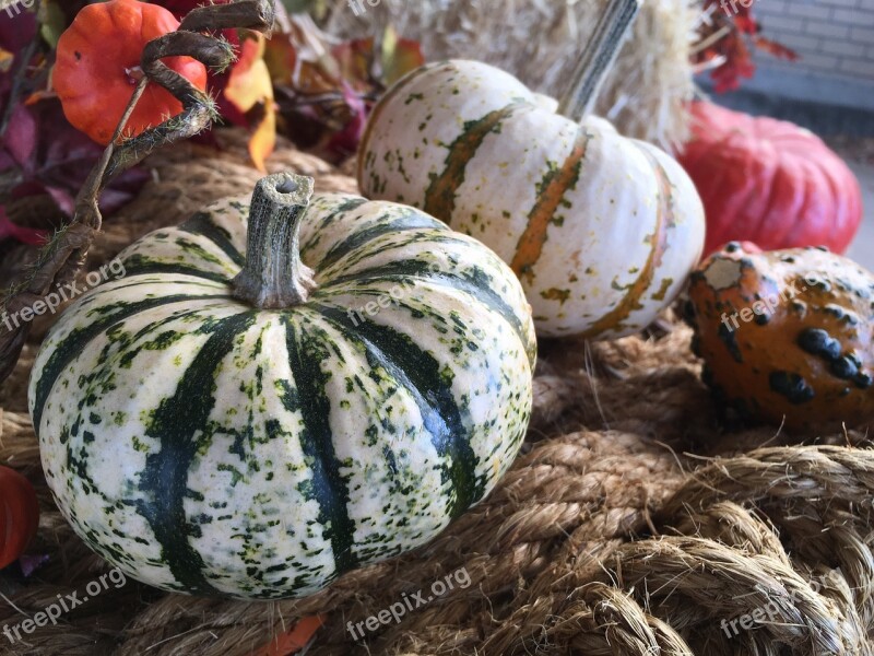 Gord Gords Fall Harvest Pumpkin