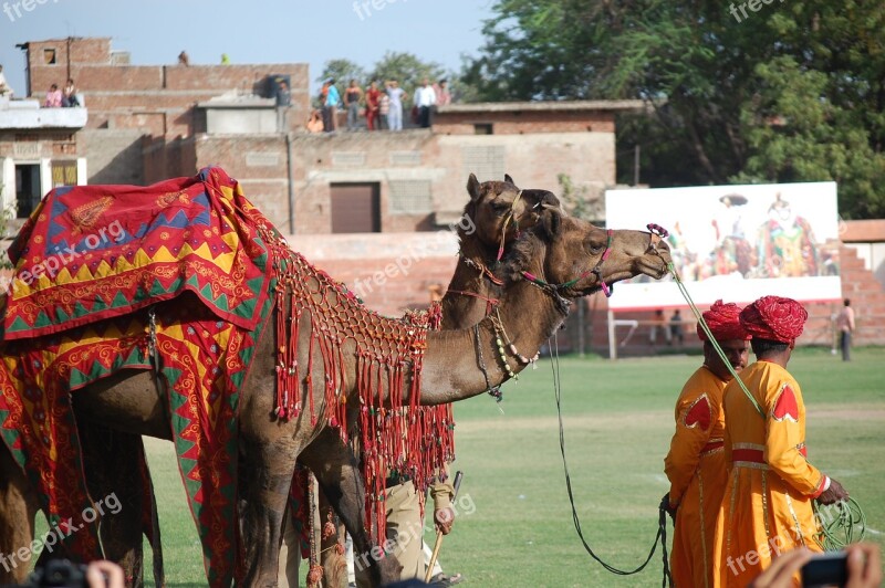 Jaipur Rajasthan Camels Amer Travel