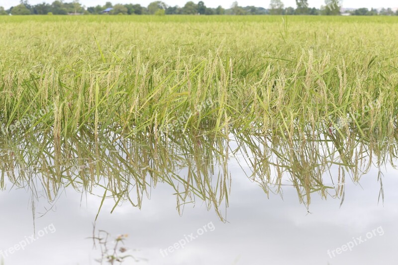 Flooded Rice Fields Rice Rice Plant Free Photos