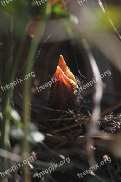 Nestling Baby-blackbird Nature Wild Bird