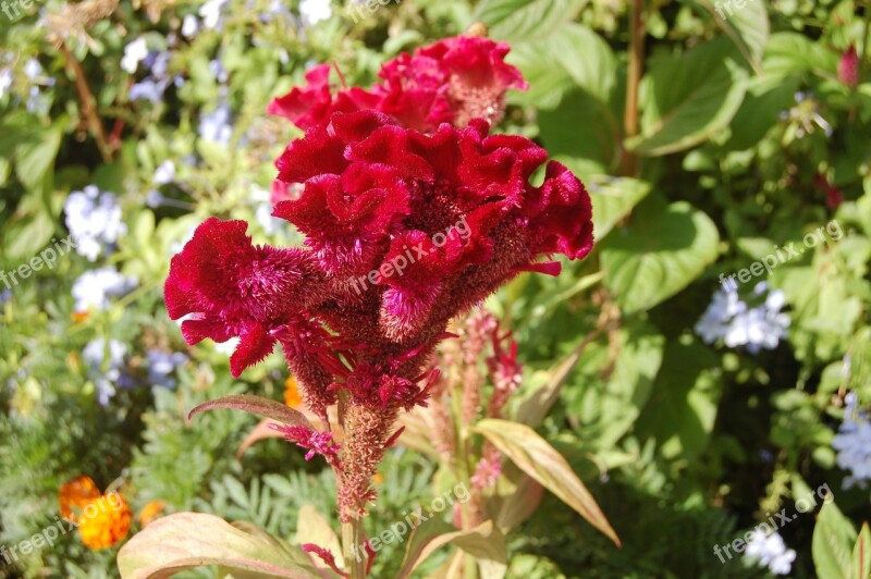 Cockscomb Wool Flower Celosia Red Flower Flora