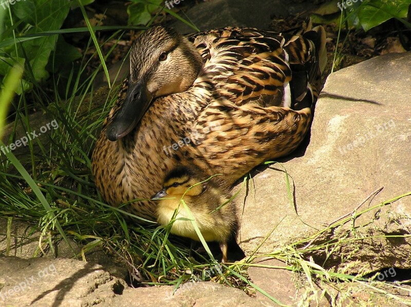 Chicks Duck Ducky Water Bird Waterfowl