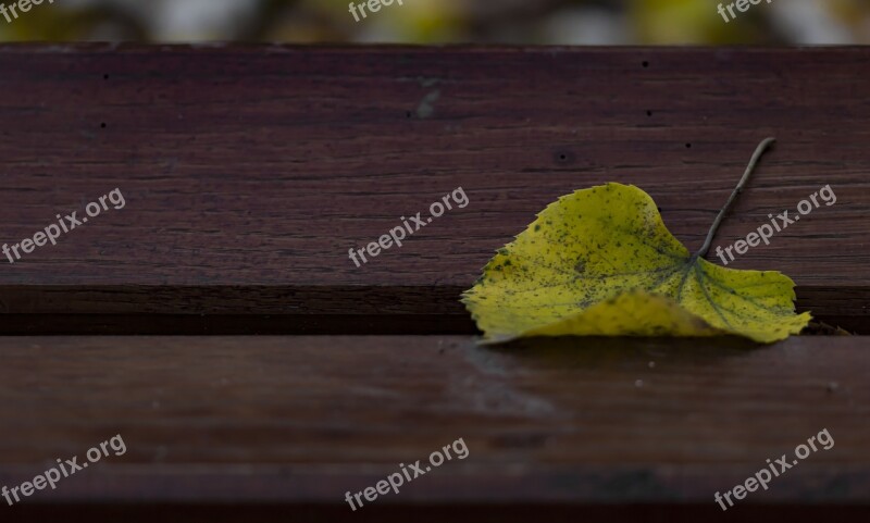 Single Leaf Yellow Leaf Autumn Leaf Bench Free Photos