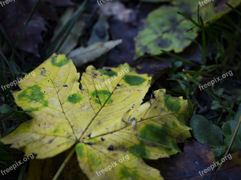 Autumn Leaf Leaf Yellow Leaf Close-up Free Photos