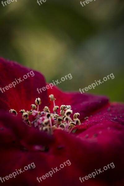 Flower Macro Red Flower Macro Fine Details Nature