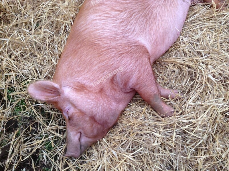 Pig Sow Farm Livestock Piggy