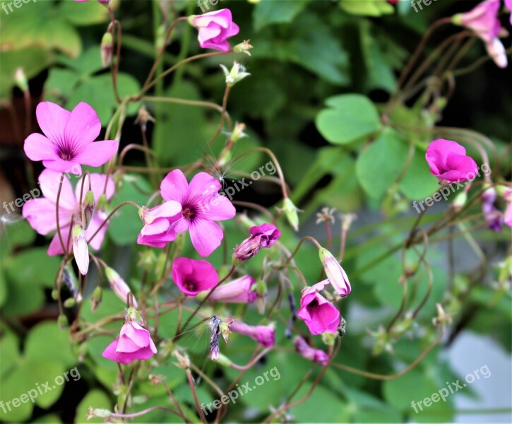 Lyckoklöver Clover Flower Potted Plant Flowers