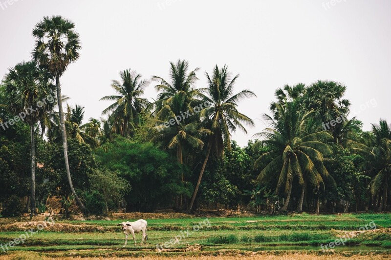 Agricultural Agriculture Asia Asian Cambodia