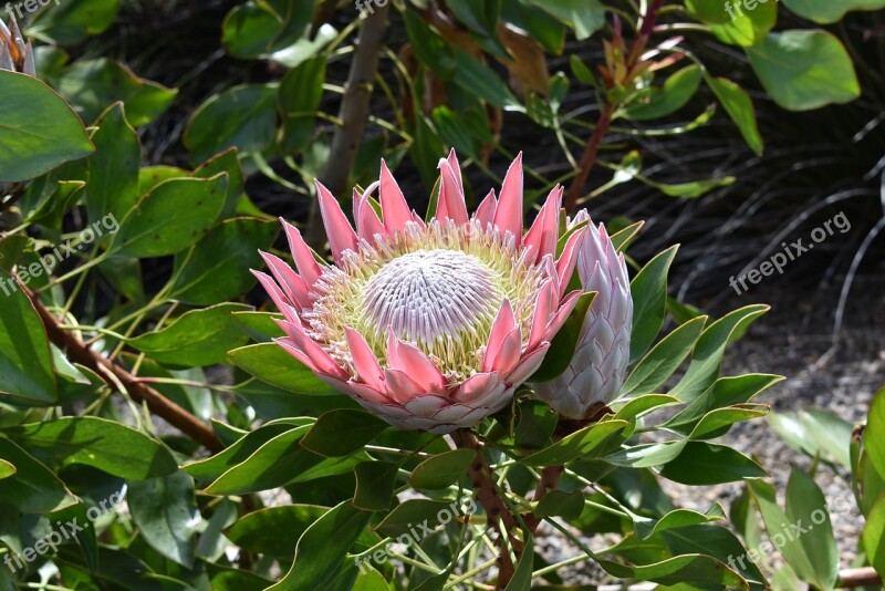 Protea Plant Spring Free Photos