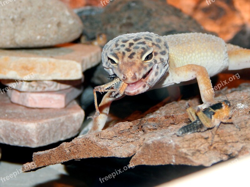 Reptile Terrarium Lizard Gecko Free Photos