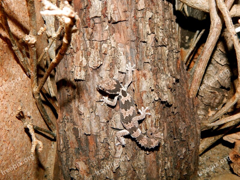 Disguised Gecko Reptile Free Photos