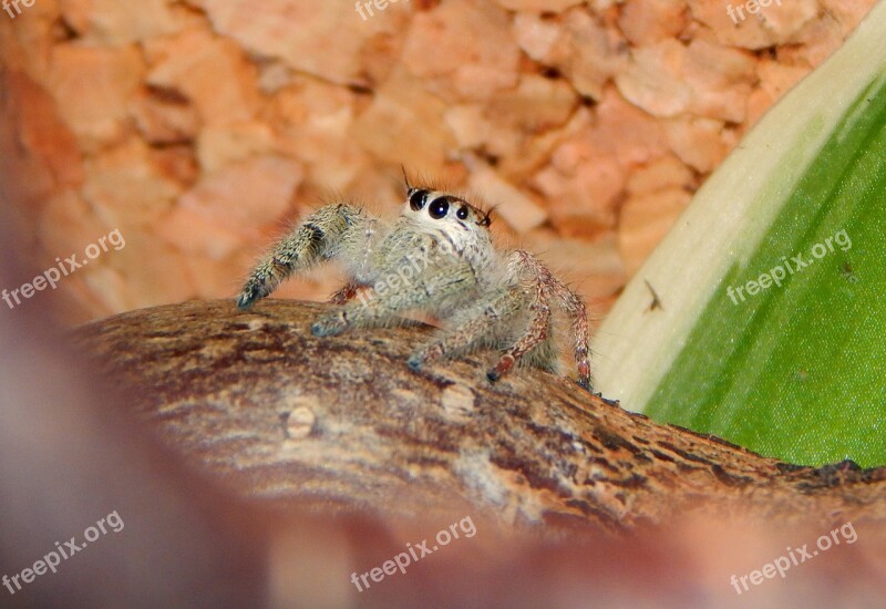 Jumping Spider Animal Web Spider Free Photos