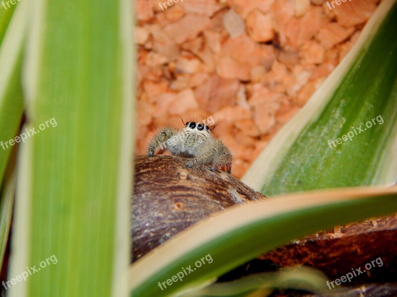 Spider Jumping Spider Small Spider Free Photos